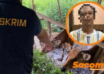 Curi Sapi Milik Tetangga, Pria di Paser Terancam 7 Tahun Penjara